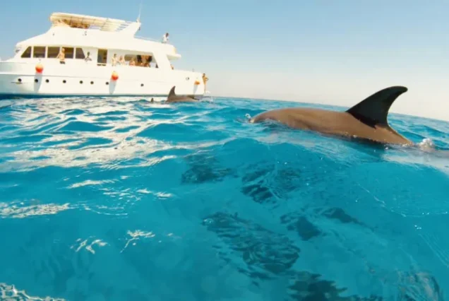 Dolphin House Snorkeling Trip